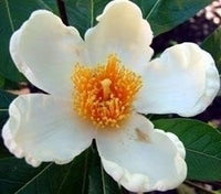 Orange White Camellia Flower Seeds – Non-GMO, for Garden Planting