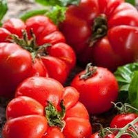 Big Tomato Seeds for Planting, Red, 100 pcs