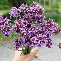 Verbena Flower Seeds for Planting - 100