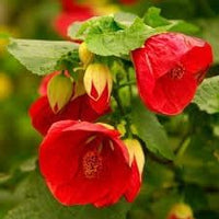 Abutilon Flower Seeds for Planting, 100 pcs