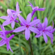Heirloom Non-GMO Tulbaghia Flower Seeds for Planting – Fragrant Garlic-Scented Blooms for Garden Borders - Non-GMO for planting in home garden