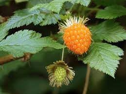 Salmonberry Fruit Seeds for Growing Sweet and Tangy Berries 100 pcs