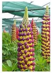 Heirloom Non-GMO Violet Yellow Lupine Flower Seeds Blooms for Garden Planting