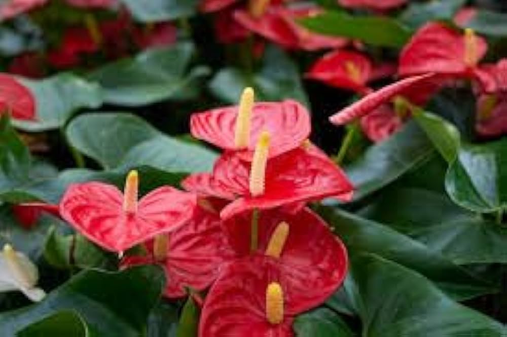 Anthurium Andraeanum Mixed Color Flower Seeds