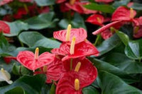 Anthurium Andraeanum Mixed Color Flower Seeds