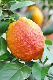 Light Red Lemon Citrus limon seeds for planting in home garden