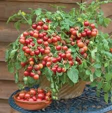 Tiny Tim Tomato Seeds for Planting, 100 pcs
