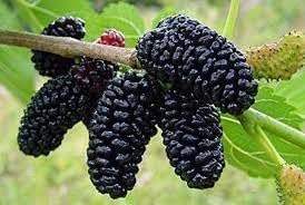 Mulberry Fruit Seeds for Cultivating Sweet & Nutrient-Rich Mulberries 100 pcs