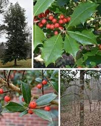 Ilex Opaca Plant Seeds for Growing Hardy and Ornamental Holly Trees 100 pcs