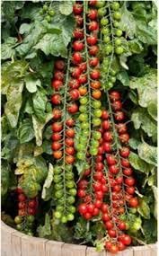 Rapunzel Tomato Seeds for Planting heirloom & Non-GMO Seeds