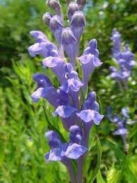 Heirloom Non-GMO Scutellaria Flower Seeds for Planting – Hardy Medicinal Blooms for Herb and Cottage Gardens