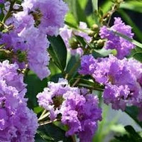 Heirloom Myrtle Flower Seeds for Garden Planting, Non-GMO, Fragrant Evergreen Blooms