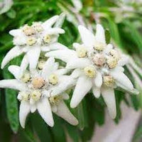 Heirloom Non-GMO Leontopodium Alpinum Flower Seeds for Planting – Edelweiss Alpine Garden Blooms