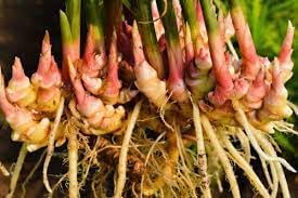 Ginger Seeds for Planting - 100 pcs