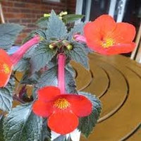 Heirloom Non-GMO Achimenantha Flower Seeds for Planting – Rare Tropical Blooms for Indoor and Shaded Gardens