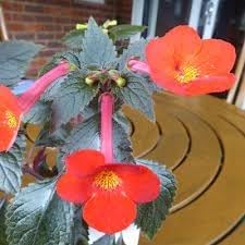 Heirloom Non-GMO Achimenantha Flower Seeds for Planting – Rare Tropical Blooms for Indoor and Shaded Gardens - Non-GMO for planting in home garden