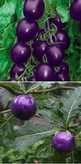 Tomato Seeds for Planting, Dark Violet, 100 pcs