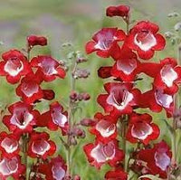 Hartwegi Flower Seeds – Heirloom, Non-GMO, Colorful Ornamental Blooms for Garden Planting