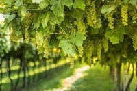 Red Rhombifolia Fruit Seeds for Planting - Beautiful Ground Cover Plants, Heirloom Seeds for Home Garden