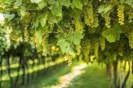 Red Rhombifolia Fruit Seeds for Planting - Beautiful Ground Cover Plants, Heirloom Seeds for Home Garden