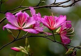 Bauhinia Flower Seeds for Planting, Heirloom, Non-GMHeirloom Bauhinia Flower Seeds, Non-GMO Orchid Tree Blooms for Tropical Garden PlantingO, 100
