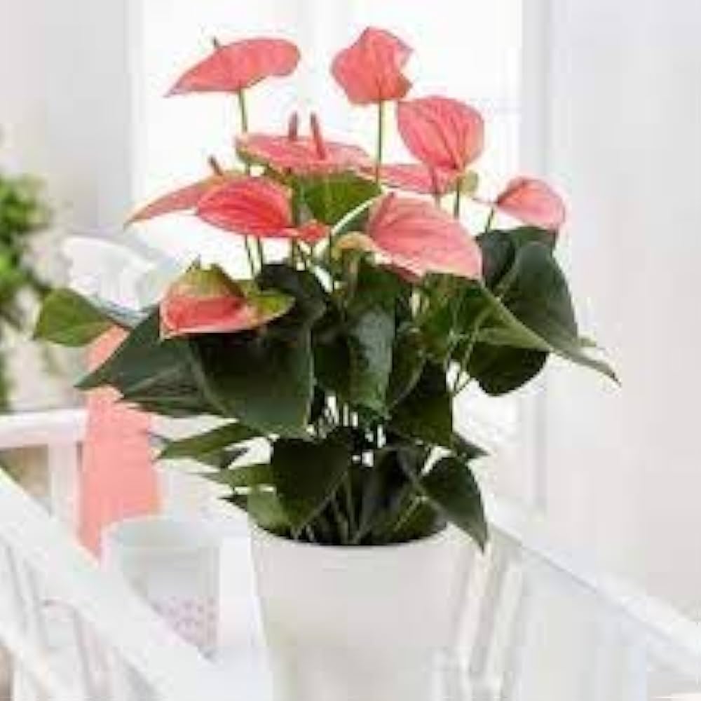 Anthurium Andraeanum Mixed Color Flower Seeds