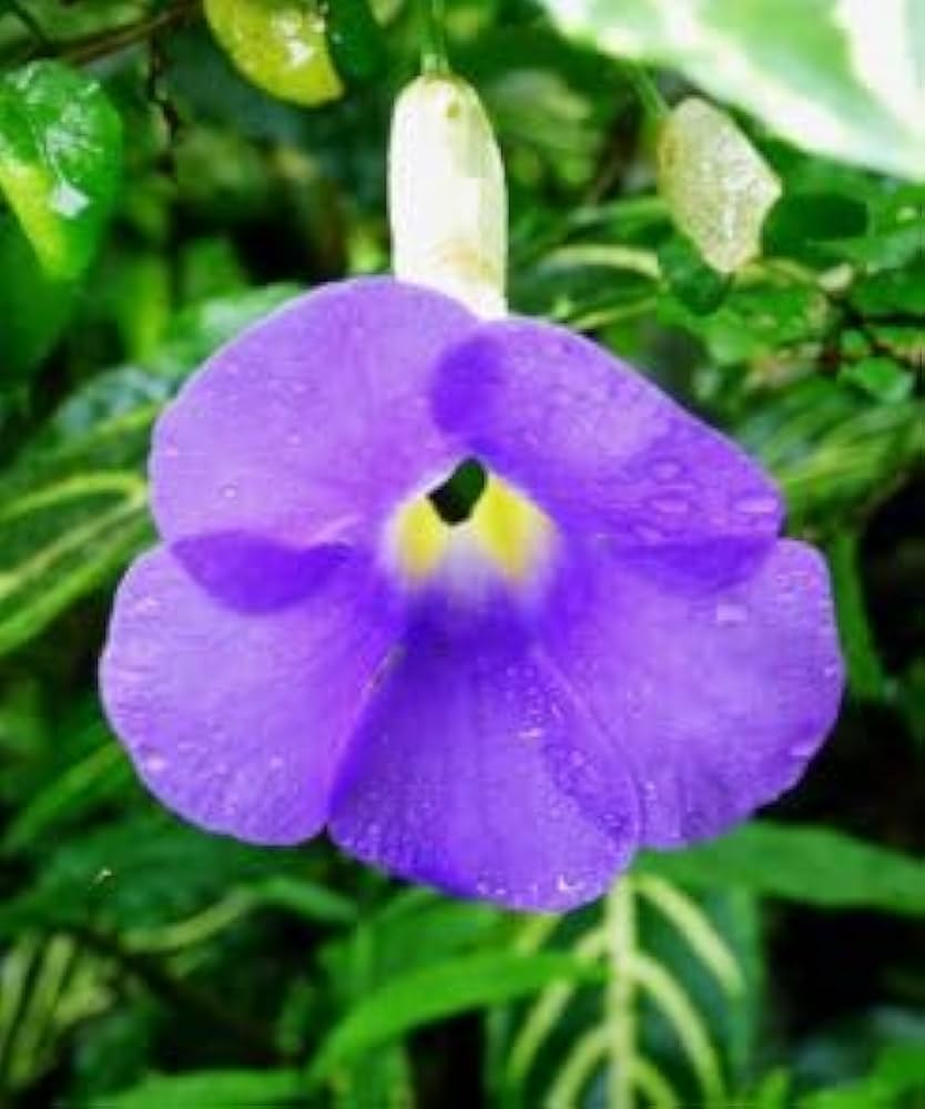 Heirloom Non-GMO Allamanda Flower Seeds for Planting – Tropical Climbing Vine Seeds