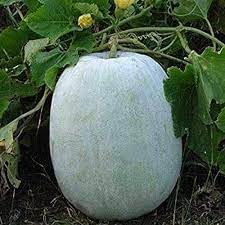 Winter Melon Vegetable Seeds for Planting, 100 pcs