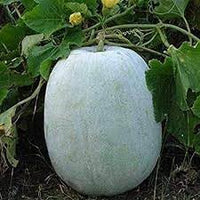 Winter Melon Vegetable Seeds for Planting, 100 pcs