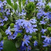 Heirloom Crassifolia Flower Seeds, Non-GMO, Hardy Blooms for Rock Gardens and Borders