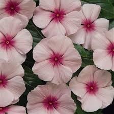 Fragrant Vinca Flower Seeds – Heirloom, Non-GMO Flower Seeds for Planting