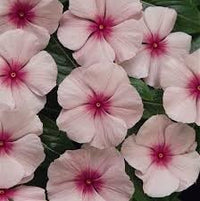 Fragrant Vinca Flower Seeds – Heirloom, Non-GMO Flower Seeds for Planting