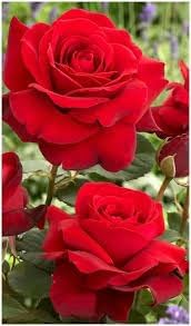 Canine Rose Flower Seeds for Planting – Heirloom, Non-GMO Seeds for Garden Blooms