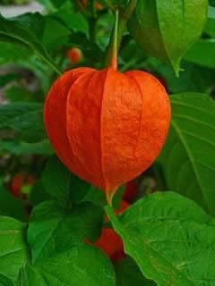 Physalis Fruit Seeds Red 100 pcs