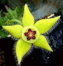Heirloom Stapelia Flower Seeds, Non-GMO Star-Shaped Succulent Blooms for Unique Garden Planting