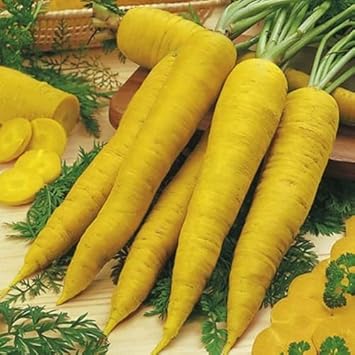 Yellow carrot Daucus carota seeds for planting in vegetable patch