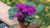 Heirloom African Violet Seeds – Non-GMO Flower Seeds for Planting Colorful Indoor Blooms - African for planting in home garden