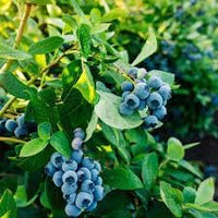 Rollinia Deliciosa Seeds for Soft and Sweet Exotic Fruits 100 pcs