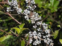 Wax Myrtle Southern Fruit Seeds, Grow Your Own Aromatic Fruit Trees 100 pcs