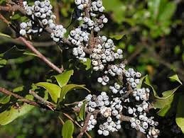 Wax Myrtle Southern Fruit Seeds, Grow Your Own Aromatic Fruit Trees 100 pcs