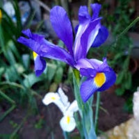 Dutch Iris- Professor Blaauw