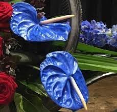 Anthurium Plant Seeds Heirloom Non GMO Planting - 100