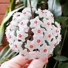 Heirloom Non-GMO Orchid Ball Flower Seeds for Planting – Decorative Blooms for Elegant Gardens - Non-GMO for planting in home garden