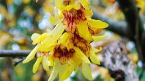 Chimonanthus Wintersweet Flower Seeds – Heirloom, Non-GMO Flower Seeds for Planting