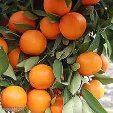 Citrus Aurantium (Bitter Oranges) Fruit Seeds for Planting- Heirloom Seeds,GMO Free