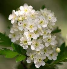 Crataegus Flower Seeds – Heirloom Non-GMO Hawthorn Seeds for Hardy Ornamental Garden Hedges