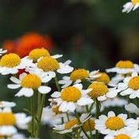 Feverfew Flower Seeds – Heirloom Non-GMO Medicinal Herb Seeds for Pollinator-Friendly Gardens