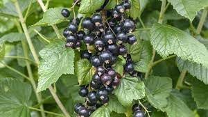 Johannisbeere Fruit Seeds for Planting - Tangy Fruit Lovers, Heirloom and GMO Free Seeds for Home Garden