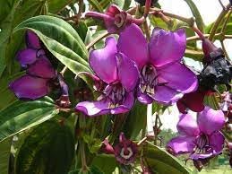 Meriania Nobilis Flower Seeds for Garden Planting – Heirloom, Non-GMO Exotic Blooms