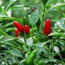 Chili Vegetable Seeds for Planting, 100 pcs